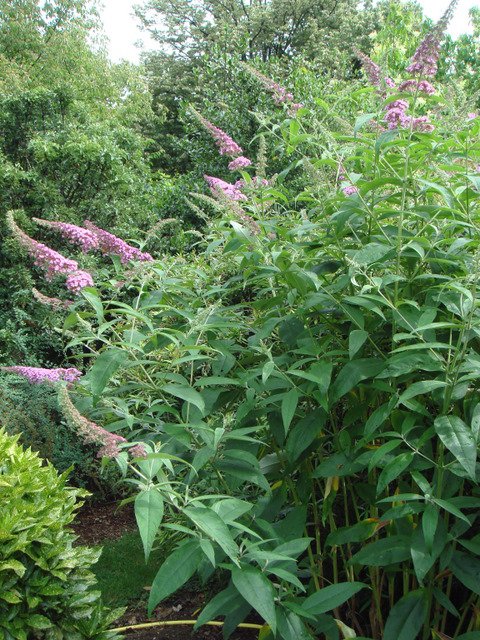 Buddleja davidii 'Fascination'
